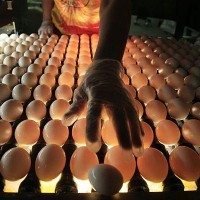 APTOPIX Egg Farm Probe