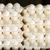 Egg Recall Salmonella Poisoning Lawyers