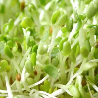 Alfalfa Sprouts