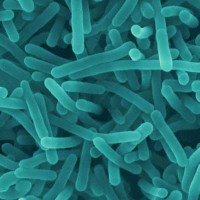 Listeria Food Poisoning
