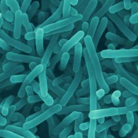 listeria food poisoning lawyer lawsuit attorney class action litigation claim settlement