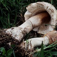 Mushroom Poisoning
