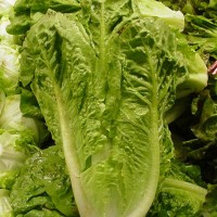 romaine-lettuce-recall-food-poisoning