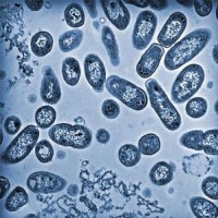 salmonella_outbreak_eggs