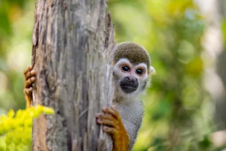 5 Popular Animals that are Illegal as Pets in California