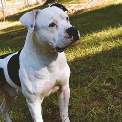 An american bulldog standing outside