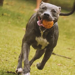 An american pit bull terrier playing outside