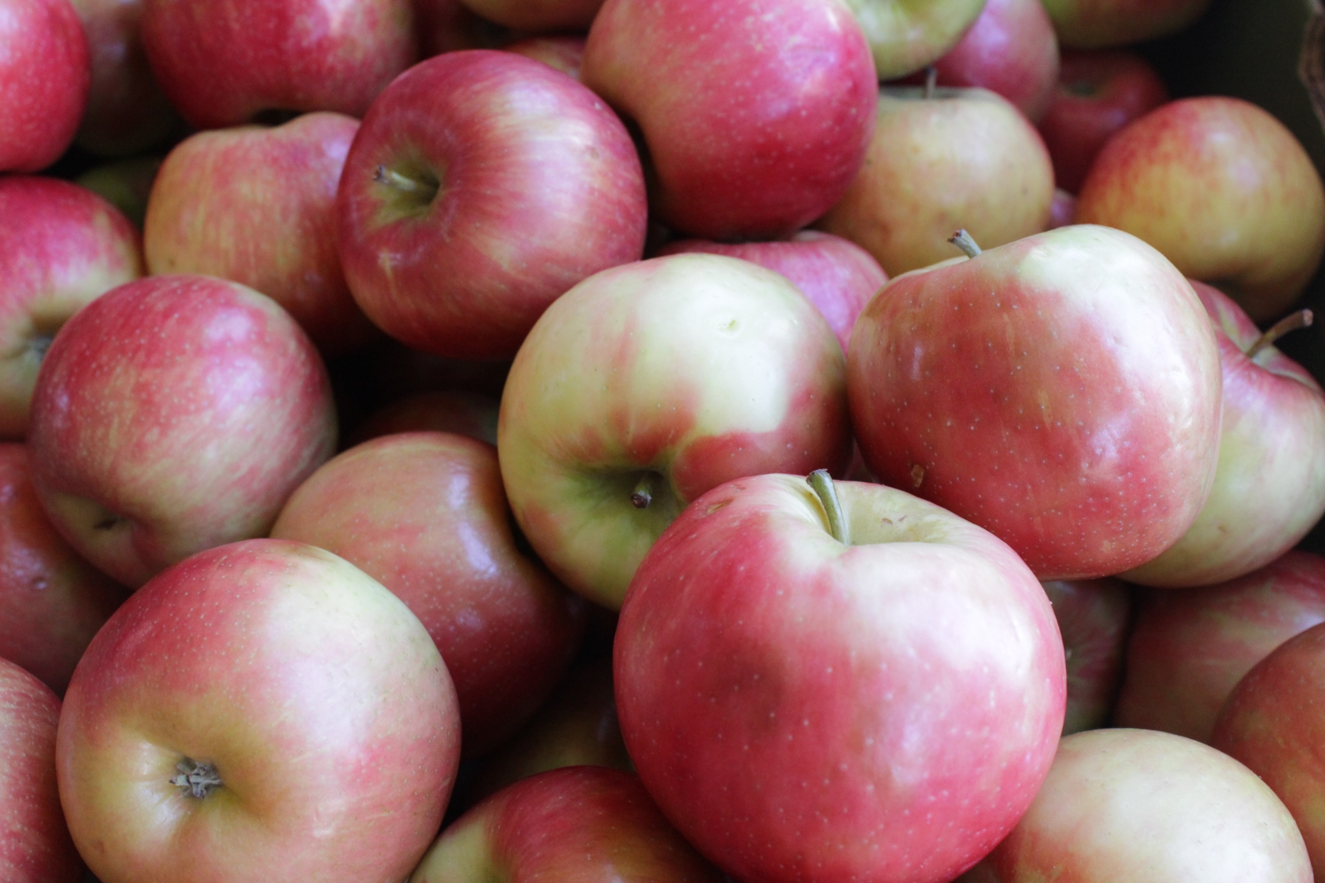 Apples Recall Lawsuit Free Case Evaluation