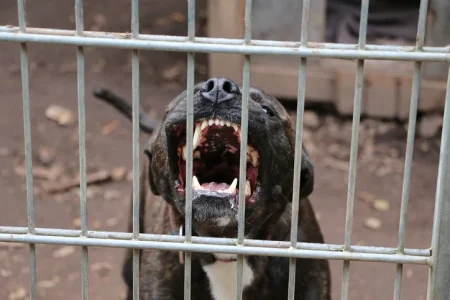 Are There Special Rules in California re. Pit Bulls
