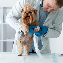 Image of an injured dog being treated by a veterinarian