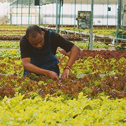 A farmer checking the soil for Roundup poison