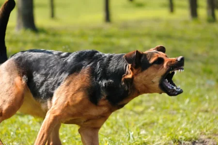 Dog Attack Statistics by Breed