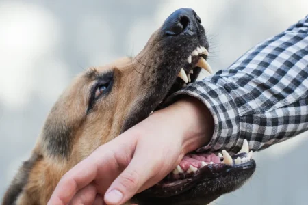 Dog Bite Lawsuit Payout