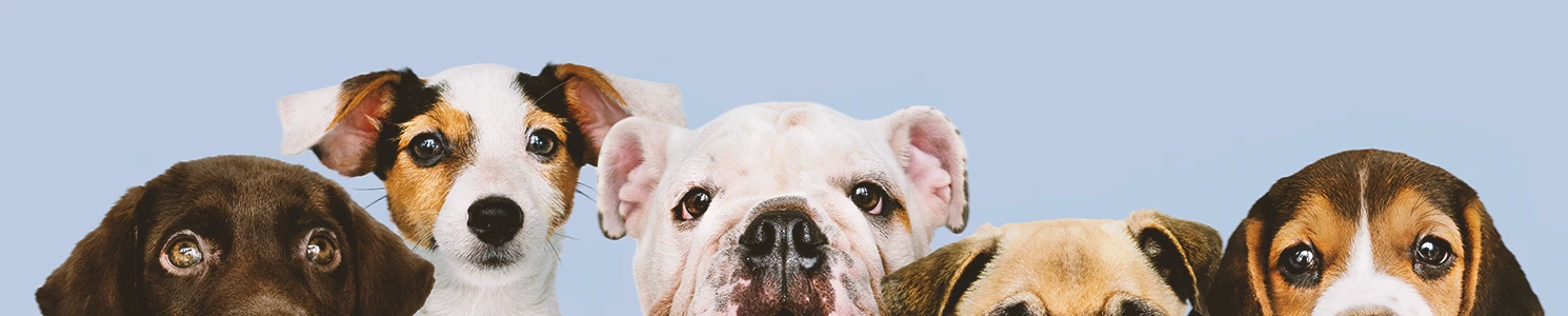 A row of different dog breeds with different bite forces