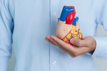 A heart replica related to Georgia Impella heart pump lawsuit