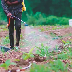 A farmer spraying glyphosate on soil
