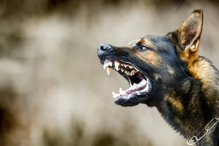 How Much Can I Sue for a Dog Bite