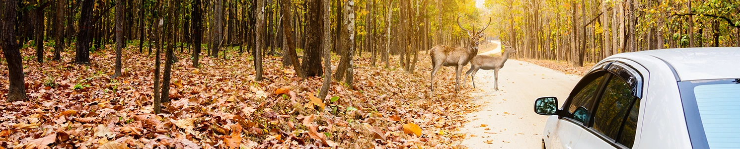 A deer on the road while a car is passing by 