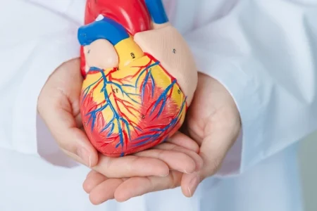 A heart replica related to Illinois Impella heart pump lawsuit