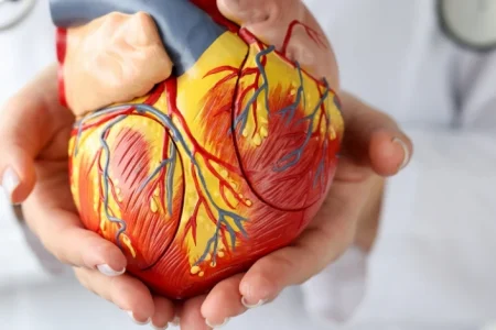 A heart replica related to Indiana Impella heart pump lawsuit