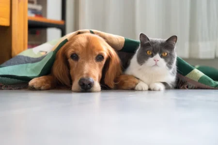 Is Devocalization of Dogs and Cats Legal in California