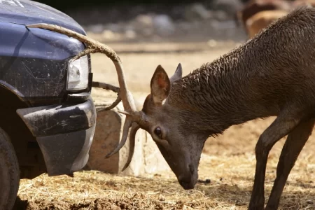 A Deer fighting off a car