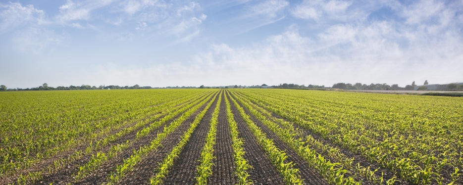 Paraquat