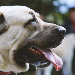 Close up shot of a turking kangal dog's mouth