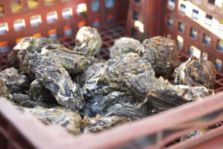 Vibrio oysters