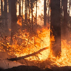 Burning trees due to wildfire in California
