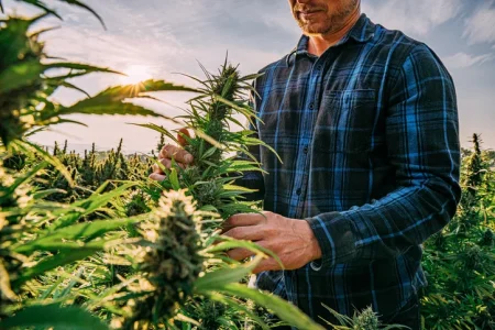 What Drugs are Legal in Colorado
