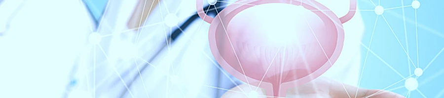 Image of a bladder