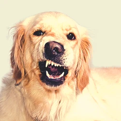 A dog with teeth out
