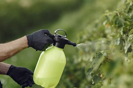 Woman spraying chemicals on plants to kill pest