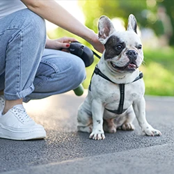 An image of a woman attaching a leash to her dog at a sidewalk