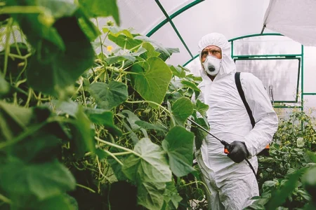 A scientist using glyphosate as a weed killer