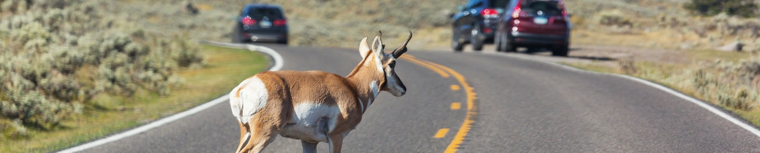 A deer on the road with cars parked on the side 