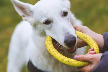Close up shot of a dog with a strong dog bite