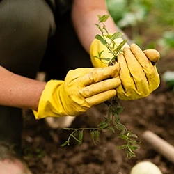 An agricultural worker holding a plant