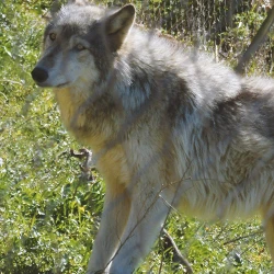 A wolfdog standing behind a fence